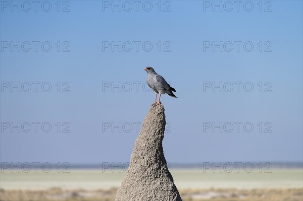 Dark Chanting Goshawk (Melierax metabates) on termite mound