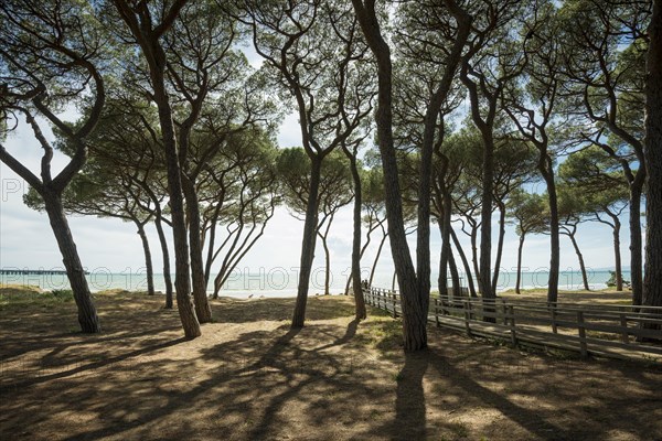 Pines (Pinus pinea) on the beach