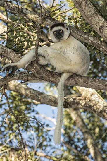 Verreaux's Sifaka (Propithecus verreauxi) sitting in a tree