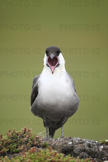 Long-tailed jaeger (Stercorarius longicaudus) regurgitating pellets