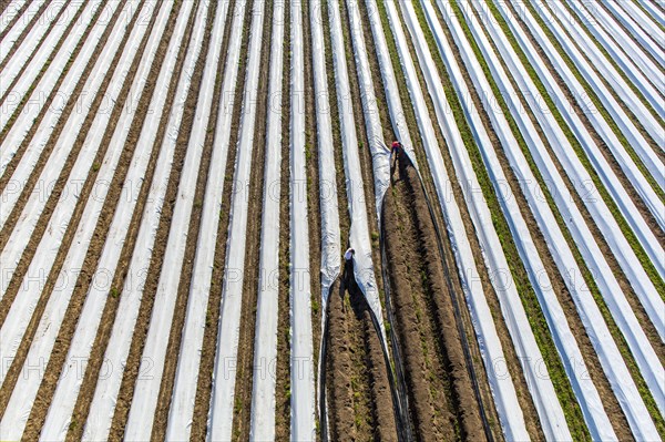 Asparagus harvest