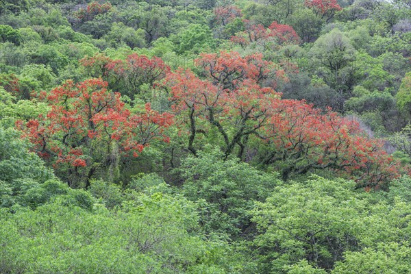 Blooming Cockspur Coral Tree (Erythrina crista-galli)