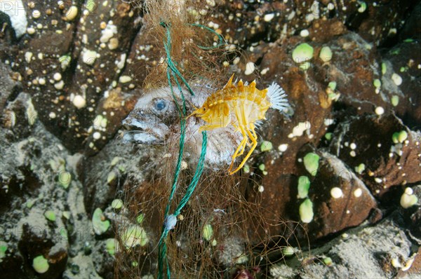 Acanthogammarus victorii amphipod feeding on snared fish