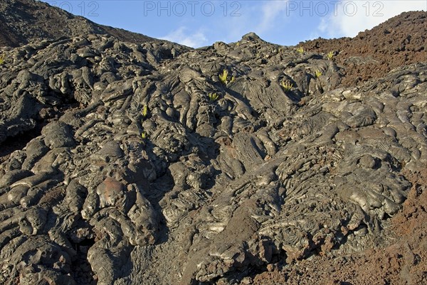 Plants growing on lava