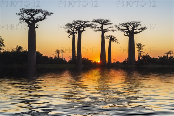 Baobab trees (Adansonia grandidieri) reflecting in the water at sunset