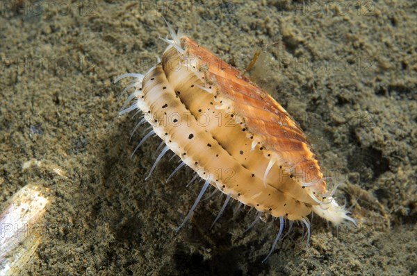 Yesso Scallop (Mizuhopecten yessoensis)