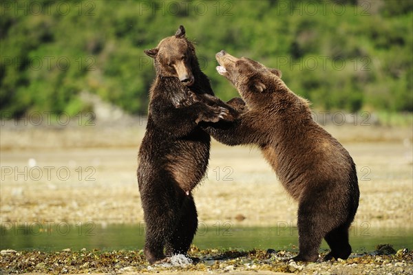 Two Brown Bears (Ursus arctos) play-fighting with each other