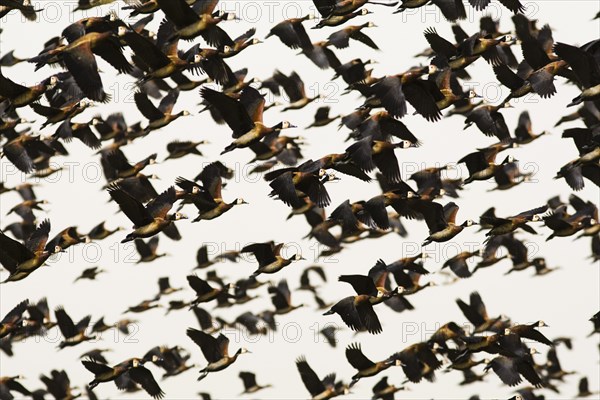 Flock of White-faced Whistling Ducks (Dendrocygna viduata) taking flight