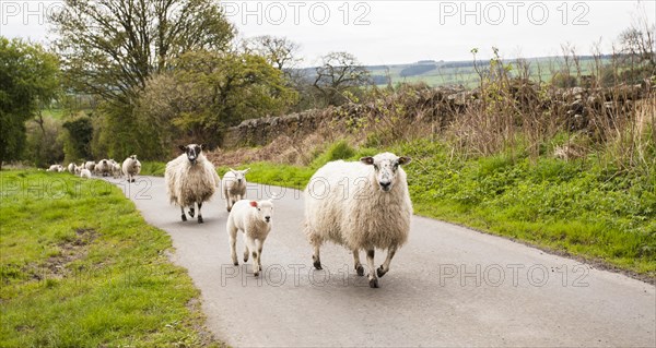 Sheep flock