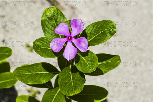 Madagascar Periwinkle (Catharanthus roseus)