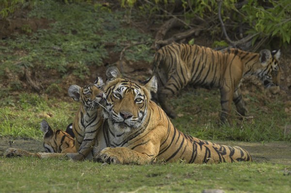 Bengal Tigers (Panthera tigris tigris)