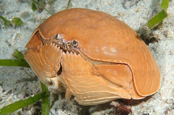 Smooth Box Crab (Calappa calappa)