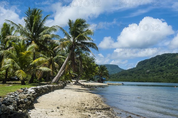 White sand beach with palm trees