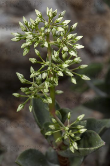 Taylor's Parches (Crassula lactea)