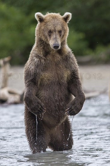 Brown bear (Ursus arctos)