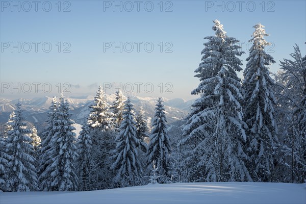 Snow covered trees