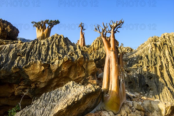 Bottle Trees (Adenium obesum) in bloom