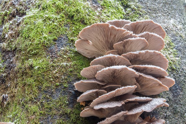 Oyster Mushroom (Pleurotus ostreatus)