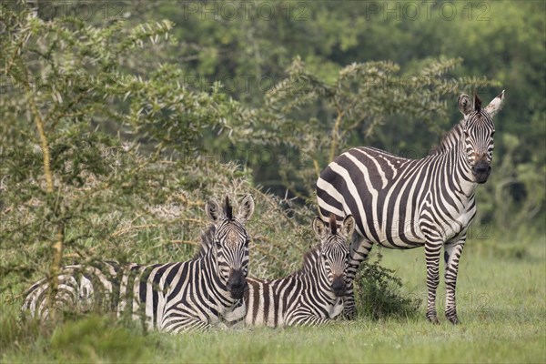 Grant's Zebras (Equus quagga boehmi)