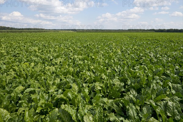 Sugar Beet (Beta vulgaris ssp. vulgaris)