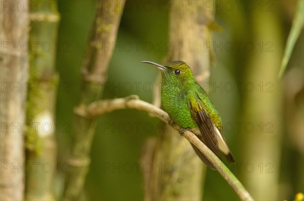 Coppery-headed Emerald (Elvira cupreiceps)