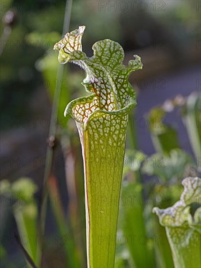 White Pitcher Plant (Sarracenia leucophylla)