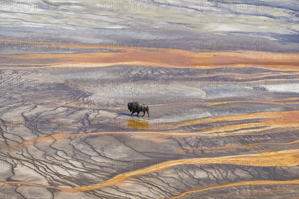 Bison crossing the sinter crust of Grand Prismatic Spring