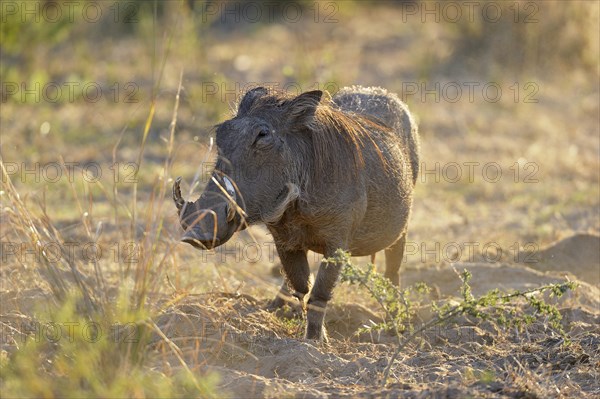 Warthog (Phacochoerus africanus)