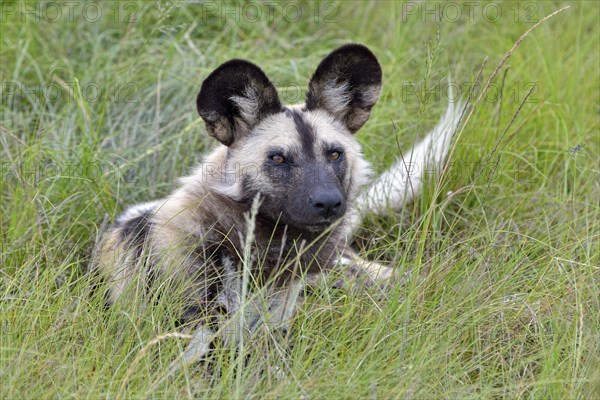 African Wild Dog (Lycaon pictus)