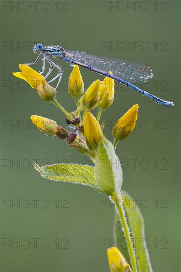 White-legged damselfly (Platycnemis pennipes)