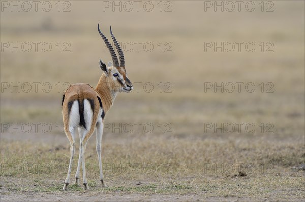 Thomson's gazelle (Eudorcas thomsoni)