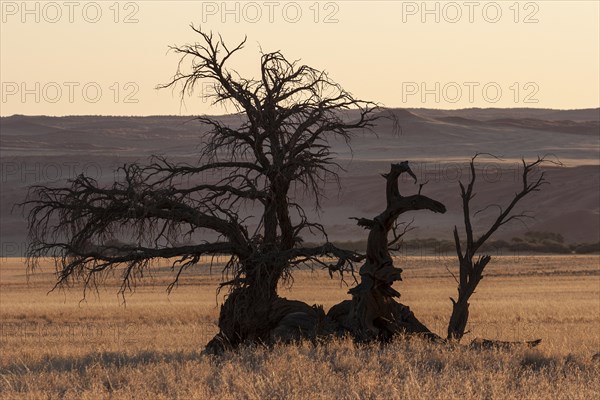 Dead Camel Thorn tree (Vachellia erioloba) at Sesriem Camp