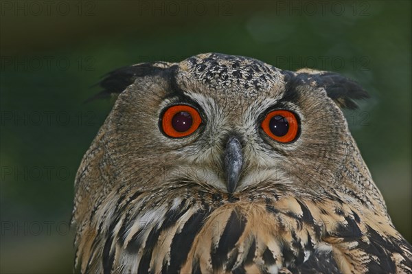 Eurasian Eagle-owl (Bubo bubo)