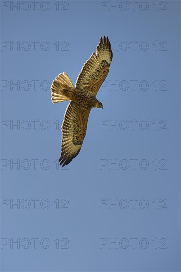 Galapagos hawk (Buteo galapagoensis)