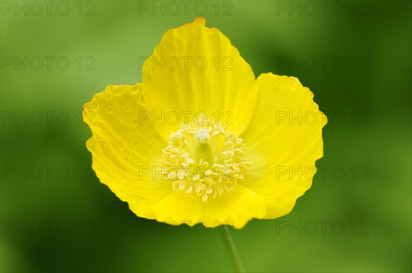 Yellow Iceland Poppy (Papaver nudicaule)