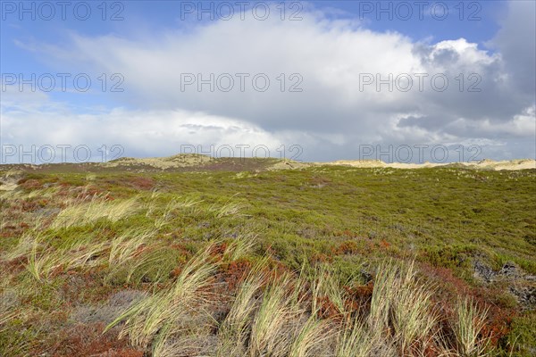 View into the nature reserve Nord-Sylt