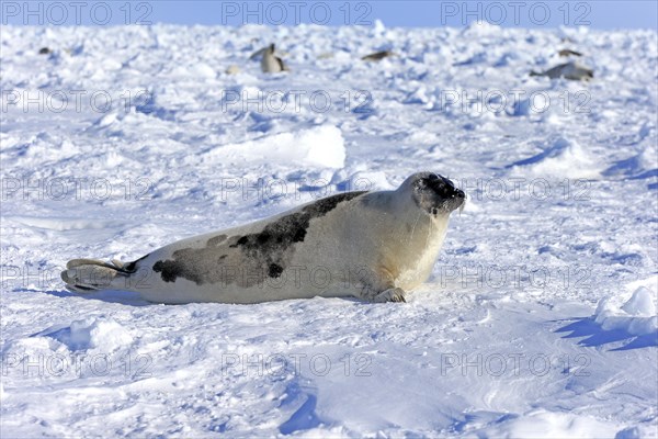 Harp Seal or Saddleback Seal (Pagophilus groenlandicus