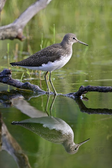 Green Sandpiper (Tringa ochropus)