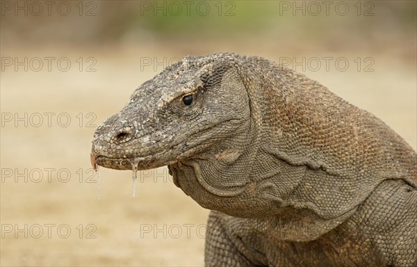 Komodo Dragon (Varanus komodoensis)