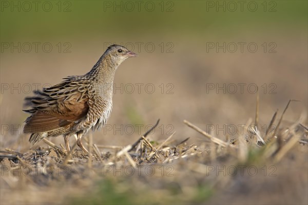 Corncrake (Crex crex)