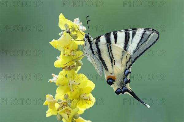 Scarce Swallowtail (Iphiclides podalirius) on mullein