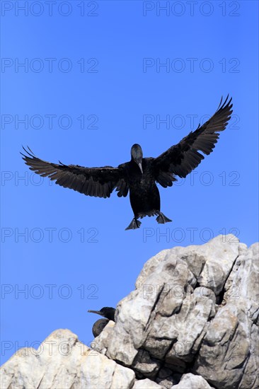 Cape Cormorant or Cape Shag (Phalacrocorax capensis)