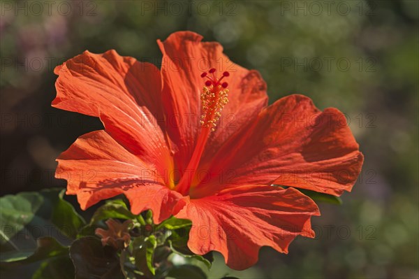 Red Hibiscus flower (Hibiscus)