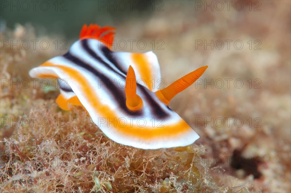 Pyjama Slug (Chromodoris quadricolor)