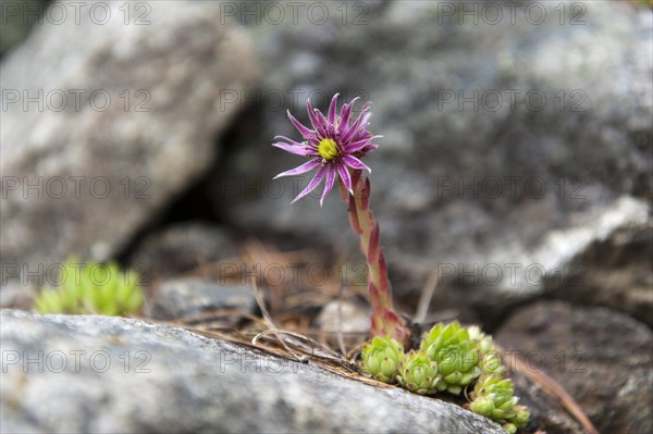 Mountain Houseleek (Sempervivum montanum)