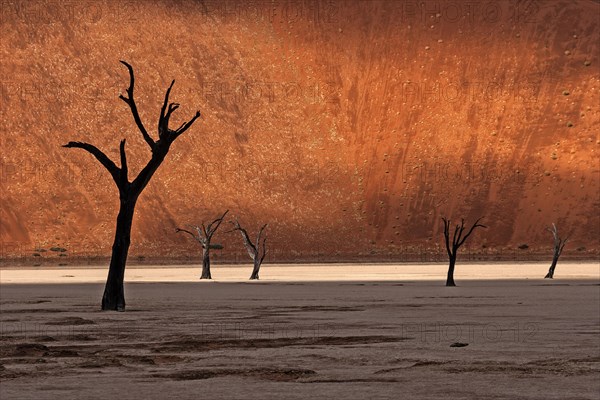 Dead trees in front of a sand dune