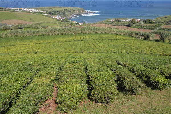 Tea plantation