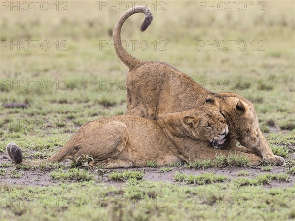 Lions (Panthera leo)