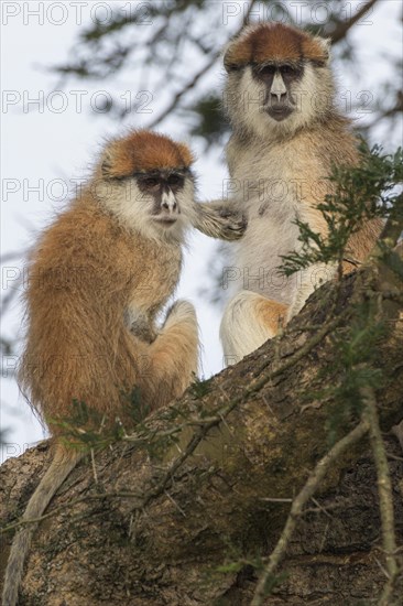 Patas Monkeys (Erythrocebus patas)