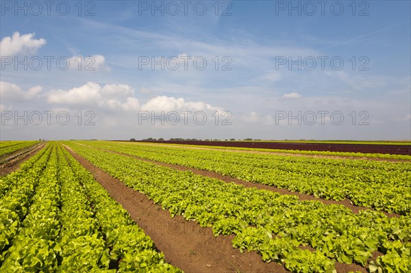 Lettuce fields